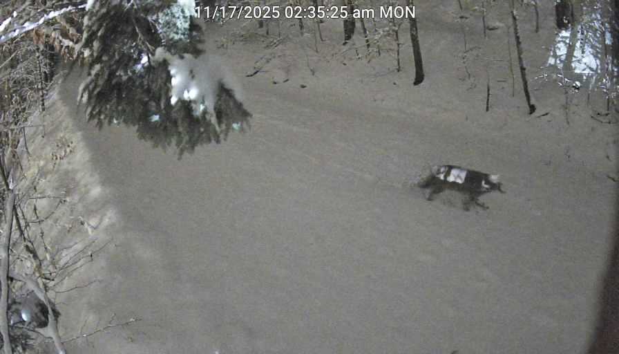 Trail Webcam Old Forge, NY